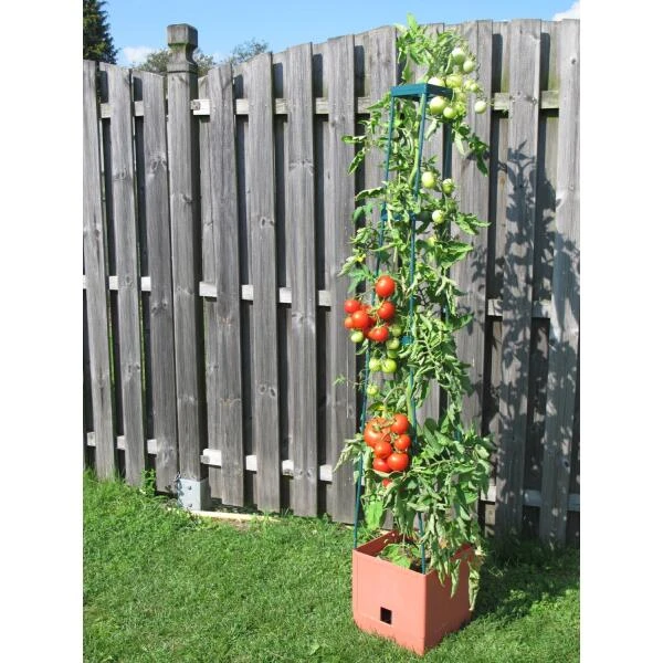 Plantentoren Maxitom Met Waterreservoir - Terracotta 4 Plantentoren Maxitom Met Waterreservoir - Terracotta - Afbeelding 2