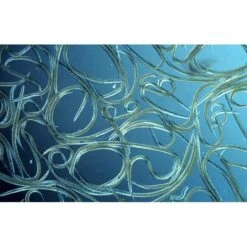 Aquanemix 1.25 V - Doseersproeier Voor Aaltjes 7 Aquanemix 1.25 V - Doseersproeier Voor Aaltjes -Tuinadvies auquanemix 125 v doseersproeier 1497858309 1 600