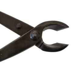 Bonsai Concaaftang -Tuinadvies bonsai concaaftang 1510135385 1 600