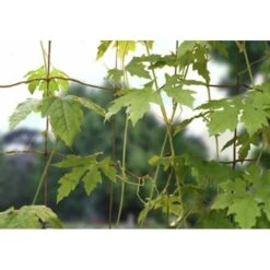 Groeinet Bonen En Erwten 1,8 × 1,8 M -Tuinadvies groeinet bonen 18 x 18 m 1531226378 1 600