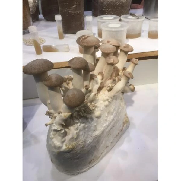 Kweekset 7,5 Liter Koningsoesterzwam 4 Kweekset 7,5 Liter Koningsoesterzwam - Afbeelding 2