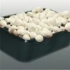 Kweekset 3 Liter Witte Champignons -Tuinadvies kweekset witte champignons 1486027800 0 600