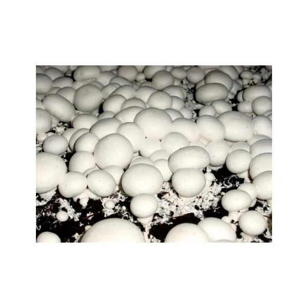 Kweekset 7,5 Liter Witte Champignons 4 Kweekset 7,5 Liter Witte Champignons - Afbeelding 2