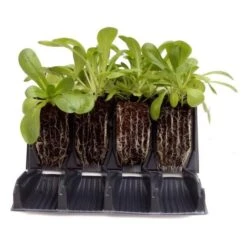 Kweektray Rapid Roots - 32 Cellen -Tuinadvies kweektray rapid roots 32 cellen 1521399839 1 600