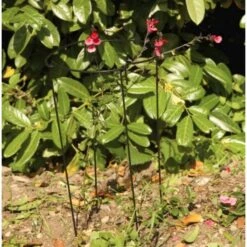 Plantensteun Rond 20 × 50 Cm 5 Plantensteun Rond 20 × 50 Cm -Tuinadvies plantensteun rond 20 x 50 cm 1518783450 1 600