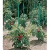 Plantensteun Voor Tomaten Met Waterreserve - 150 Cm -Tuinadvies plantsteun voor tomaten met waterreserve 1m50 1602162237 1 600