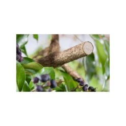 Premium Snoeischaar BP50 GARDENA -Tuinadvies premium snoeischaar bp50 gardena 1606816828 4 600