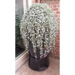 Regenton Antraciet - 360 Liter 9 Regenton Antraciet - 360 Liter -Tuinadvies regenton antraciet 360 liter 1566069314 1 600