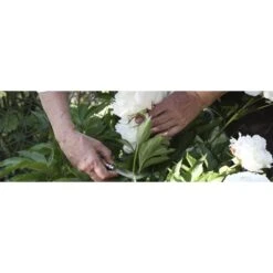 Snoeimes - Entmes - OPINEL N°8 -Tuinadvies snoeimesentmes opinel n8 1484068080 2 600