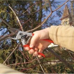 Snoeischaar Felco 31 - Aambeeld -Tuinadvies snoeischaar felco 31 aambeeld 1517237735 2 600