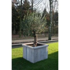 Thermobeschermhoes Jumbo Voor Planten - 240 × 200 Cm 10 Thermobeschermhoes Jumbo Voor Planten - 240 × 200 Cm -Tuinadvies thermovorsthoes 240 x 200cm 1484053216 3 600
