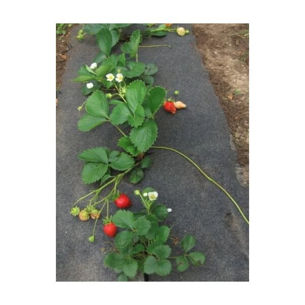 Tuinadvies -Tuinadvies gronddoek tomaten 60 cm x 5 m 1513847223 2 600