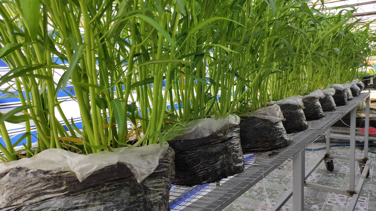 Tuinadvies -Tuinadvies maxresdefault 7